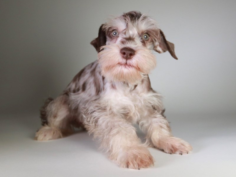 Miniature Schnauzer-Dog-Female-Chocolate Merle-3778744-XO PUPS