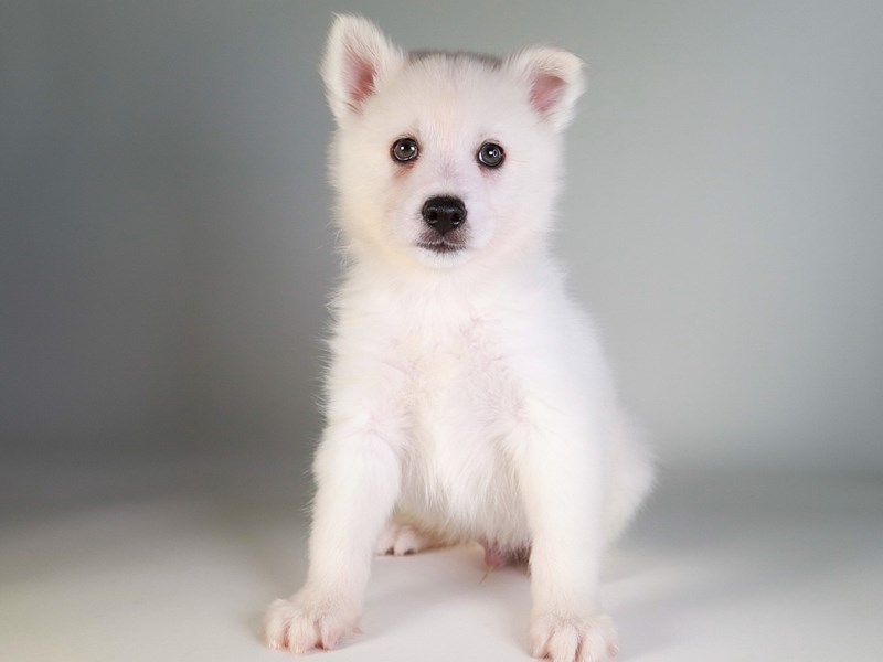 Huskimo-Dog-Male-White-3790269-XO PUPS