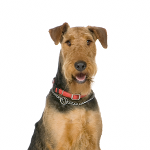 XO PUPS Airedale Terrier