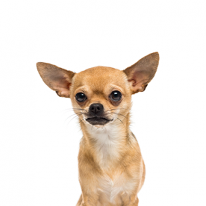 XO PUPS Chihuahua