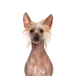 XO PUPS Chinese Crested