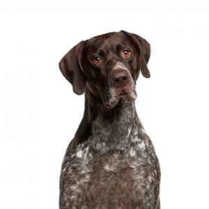 XO PUPS German Shorthaired Pointer