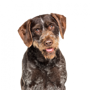XO PUPS German Wirehaired Pointer
