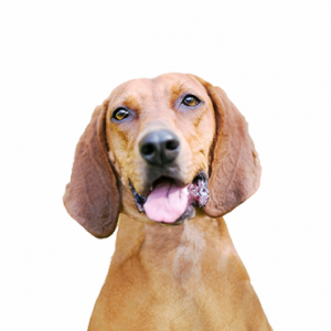 XO PUPS Redbone Coonhound