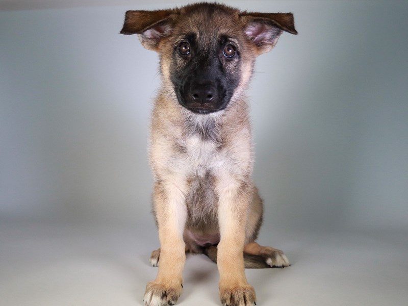 German Shepherd-Dog-Female-Sable-3771172-XO PUPS
