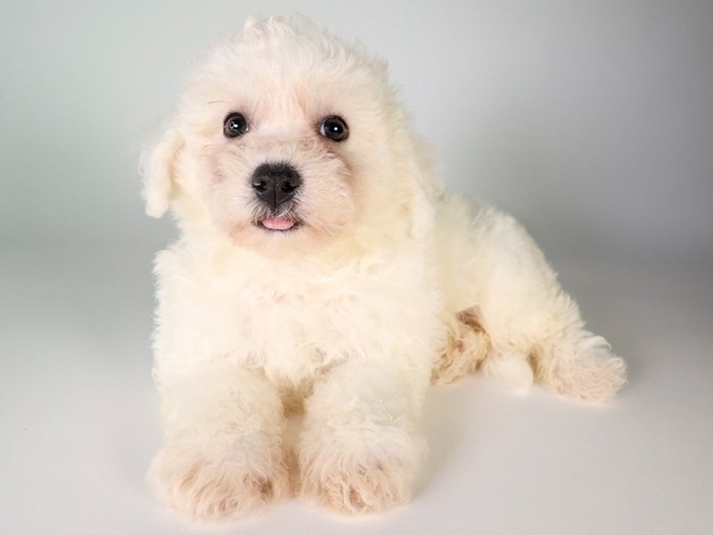 Bichon Frise-Dog-Male-White-3806757-XO PUPS