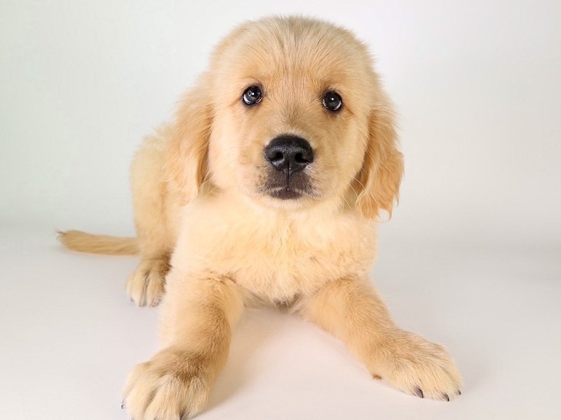 Golden Retriever-Dog-Male-Golden-3806762-XO PUPS