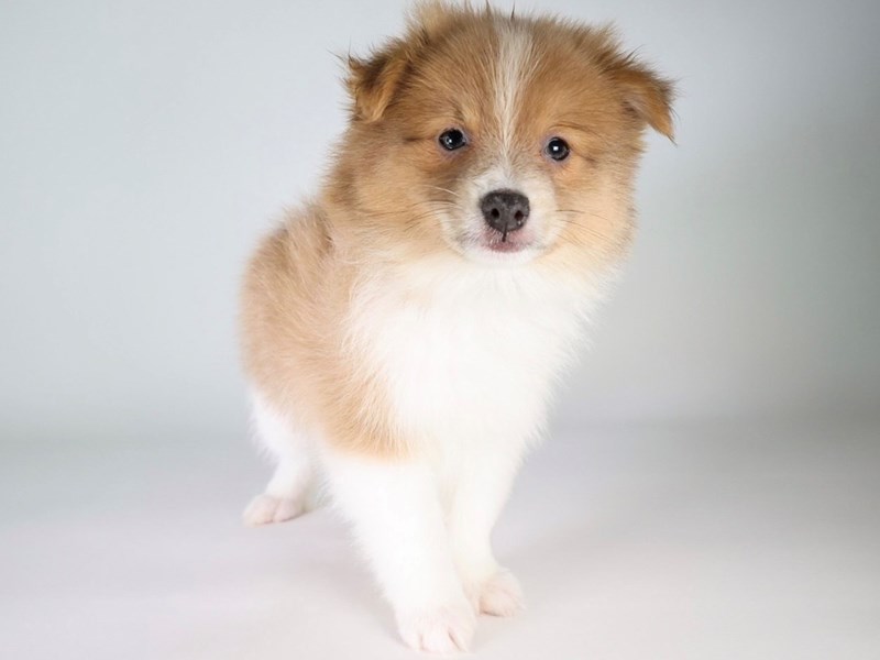 Pomeranian-Dog-Male-Sable/White-3815142-XO PUPS