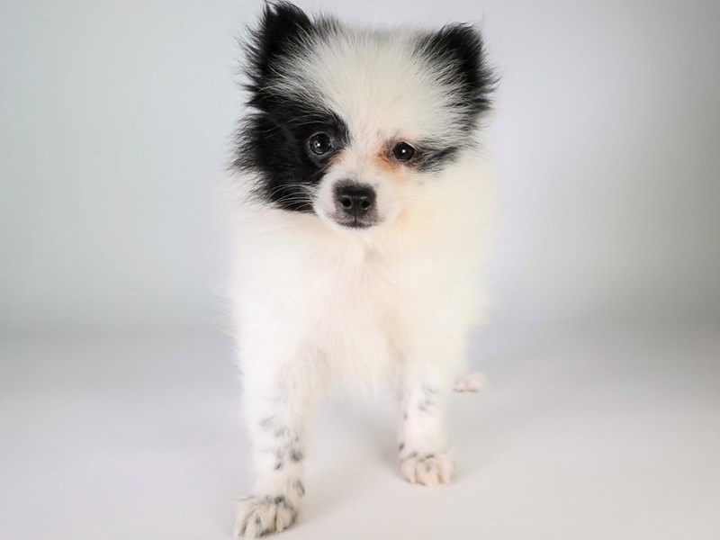 Pomeranian-Dog-Male-Black/White-3815143-XO PUPS