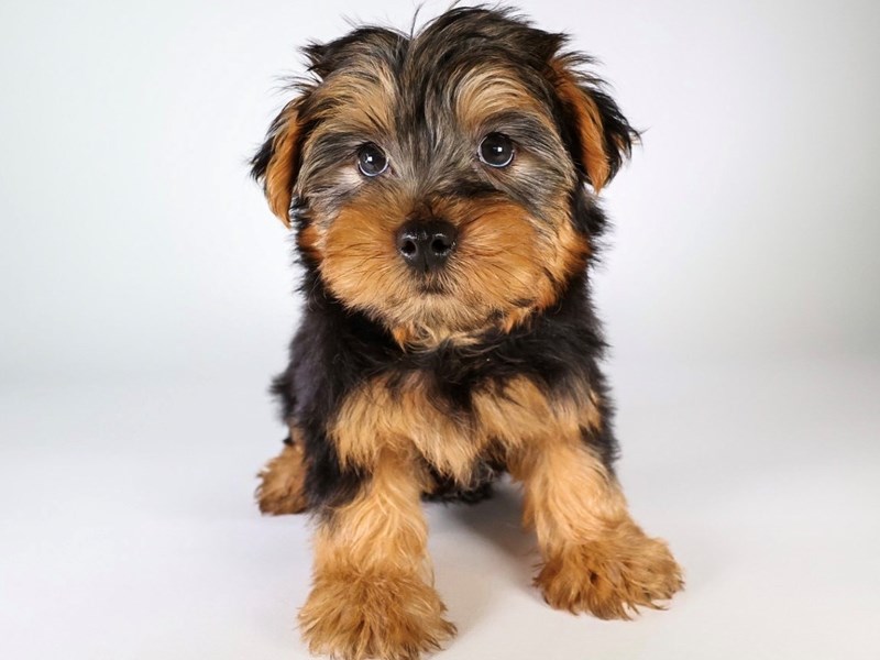 Yorkshire Terrier-Dog-Male-Black/Tan-3815146-XO PUPS