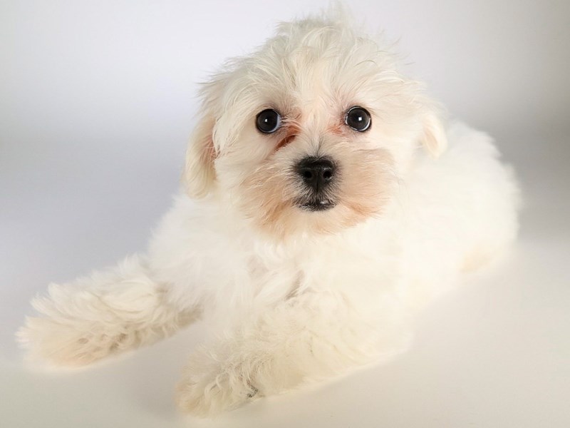 Maltese-Dog-Female-White-3826159-XO PUPS