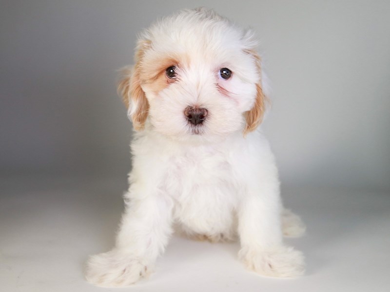 Lhasapoo-Dog-Male-Red/White-3790273-XO PUPS