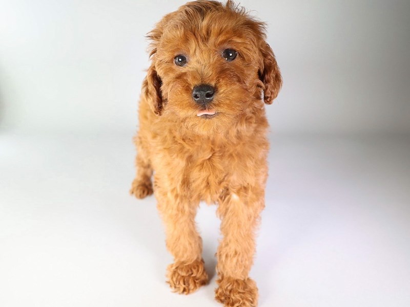 Goldendoodle Mini 2nd Gen-Dog-Male-Red-3871161-XO PUPS