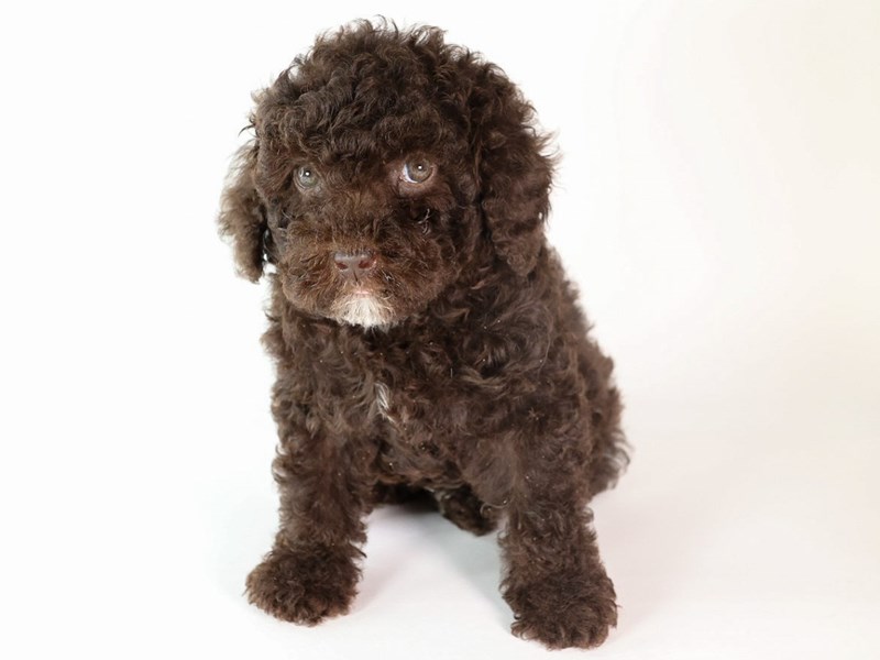Miniature Bernedoodle-Dog-Female-Chocolate-3888655-XO PUPS