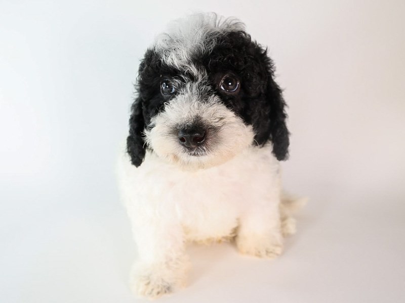 Miniature Bernedoodle-Dog-Male-Black / White-3888656-XO PUPS