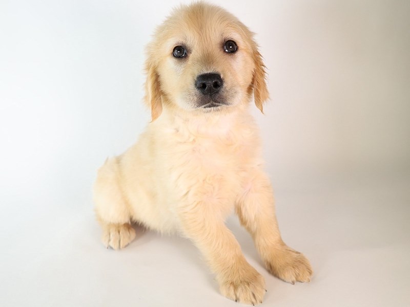 Golden Retriever-Dog-Female-Golden-3888657-XO PUPS