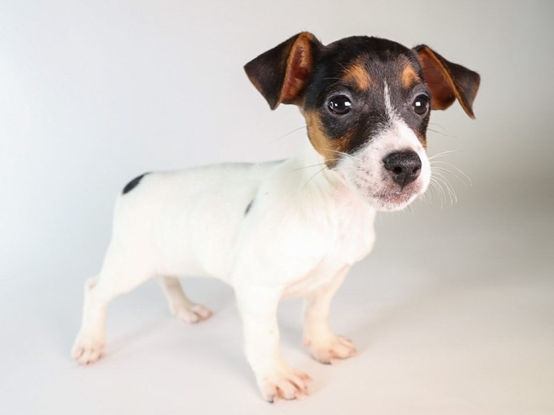 Jack Russell Terrier-Dog-Female-Tri Color-3889880-XO PUPS