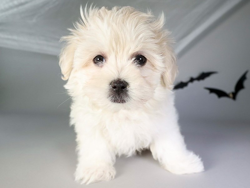 Maltese-Dog-Male-White-3851251-XO PUPS