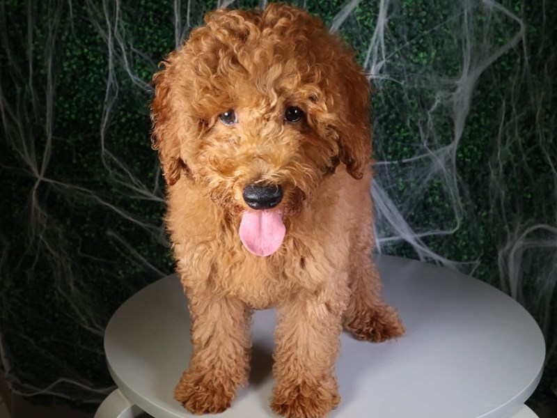 Poodle-Dog-Female-Red-3790683-XO PUPS