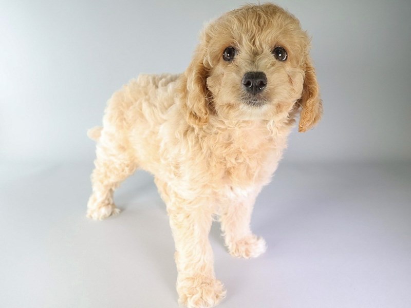 Cockadoodle-Dog-Female-Red-3869140-XO PUPS