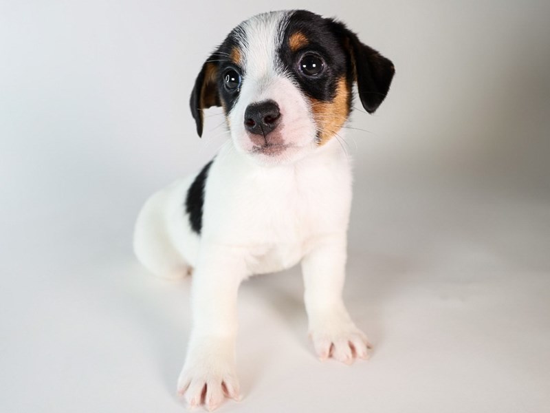 Jack Russell Terrier-Dog-Male-Tri Color-3889882-XO PUPS
