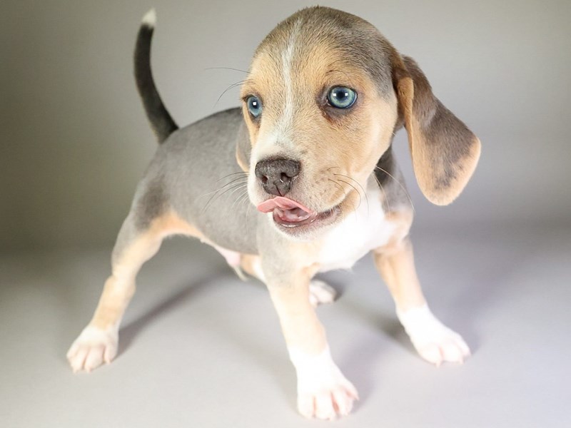Beagle-Dog-Male-Blue/Tan/White-3932508-XO PUPS