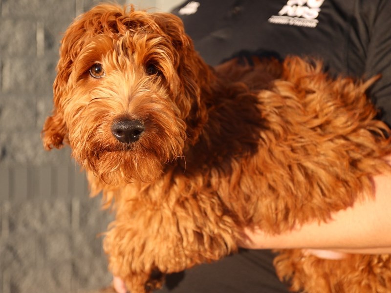 Goldendoodle Mini 2nd Gen-Dog-Male-Red-3841706-XO PUPS