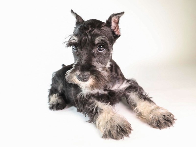 Miniature Schnauzer-Dog-Female-Black/Silver-3869144-XO PUPS