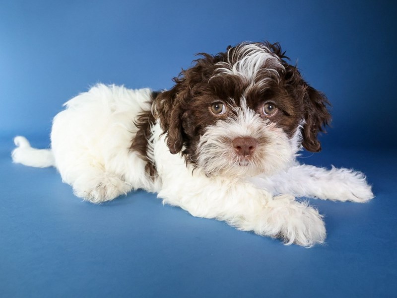 Daisy Dog-Dog-Male-Brown / White-3946782-XO PUPS