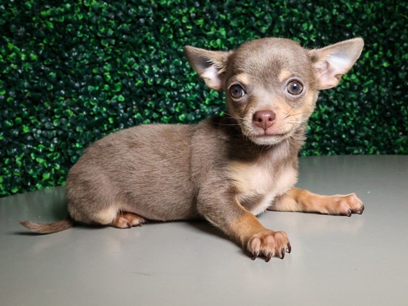 Chihuahua-Dog-Male-Blue & Tan-3950420-XO PUPS