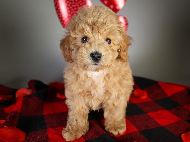 Miniature Poodle-Dog-Male-Apricot-3992205-XO PUPS
