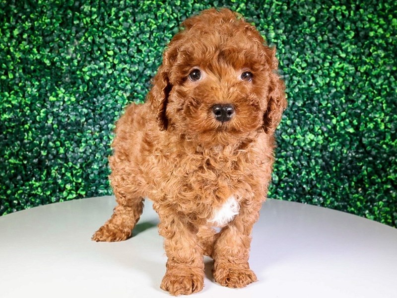 Miniature Goldendoodle-Dog-Male-Red-3960930-XO PUPS