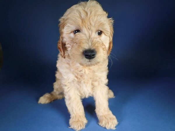 [#13561] Red Female Goldendoodle Mini 2nd Gen Puppies For Sale