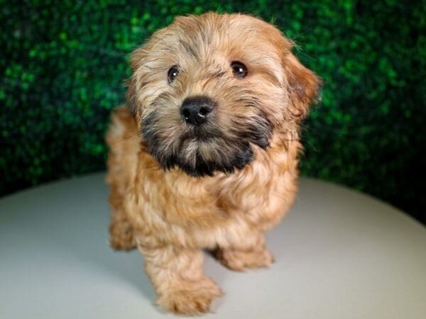 [#13567] Black/Tan Female Yorkiepoo Puppies For Sale