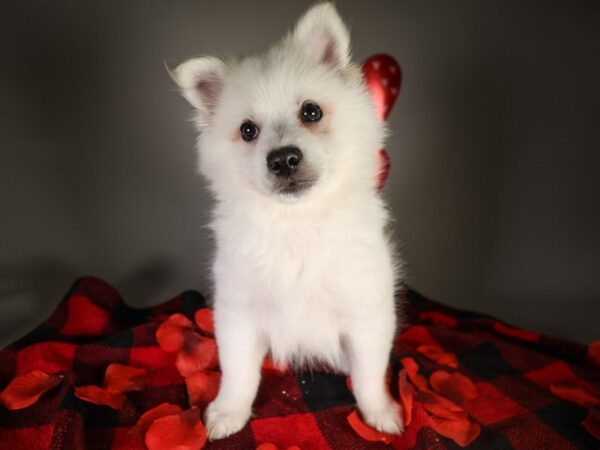 [#13572] White Male American Eskimo Dog Puppies For Sale