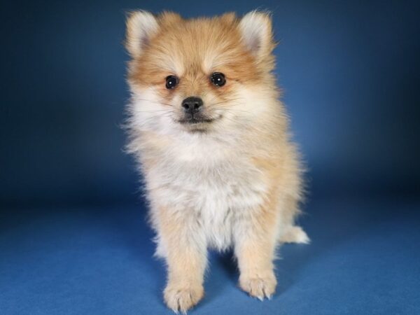 [#13587] Red Sable Female Pomeranian Puppies For Sale