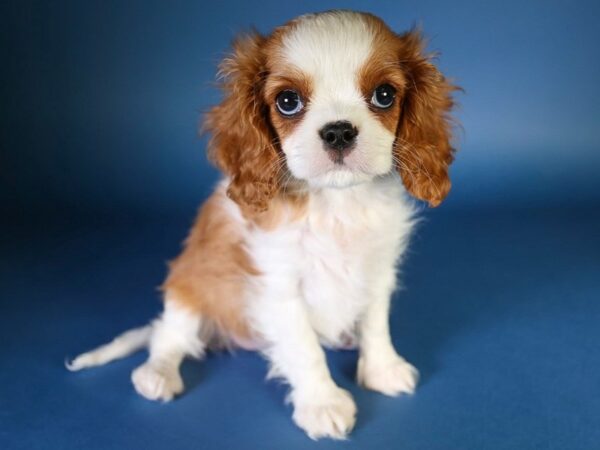 [#13593] Blenheim Female Cavalier King Charles Spaniel Puppies For Sale