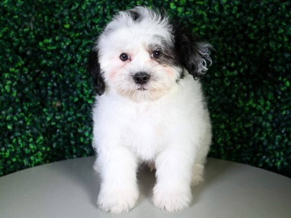 [#13580] Black / White Male Teddy Bear Puppies For Sale
