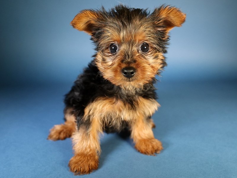 [#13600] Black/Tan Female Yorkshire Terrier Puppies For Sale #2