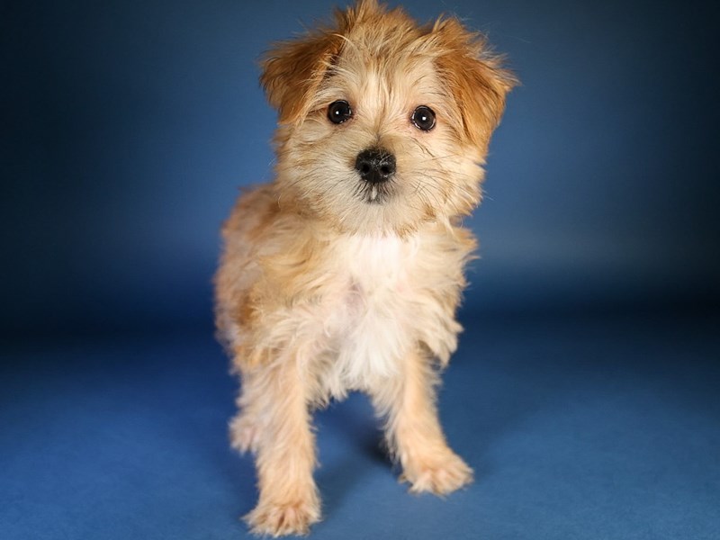 [#13601] Cream Male Morkie Puppies For Sale #2