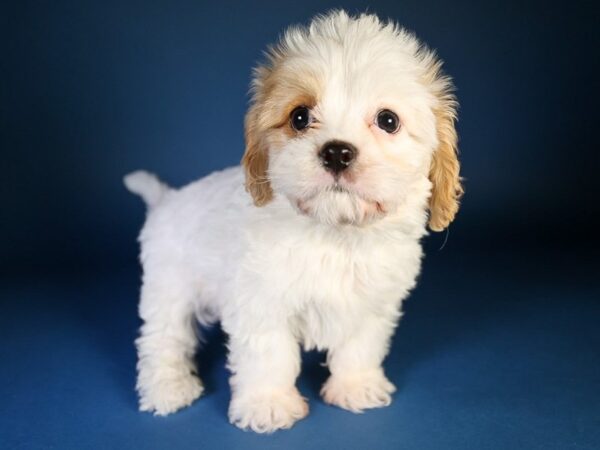 [#13611] Blenheim/White Male Cavapoo Puppies For Sale