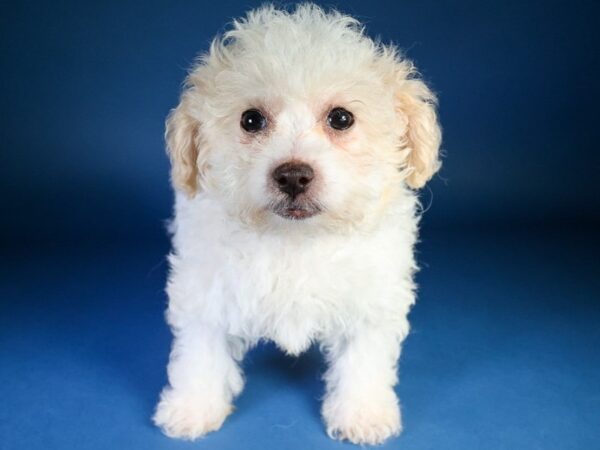 [#13616] White Male Poochon Puppies For Sale