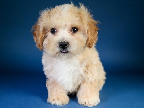 [#13617] Apricot Female Poochon Puppies For Sale