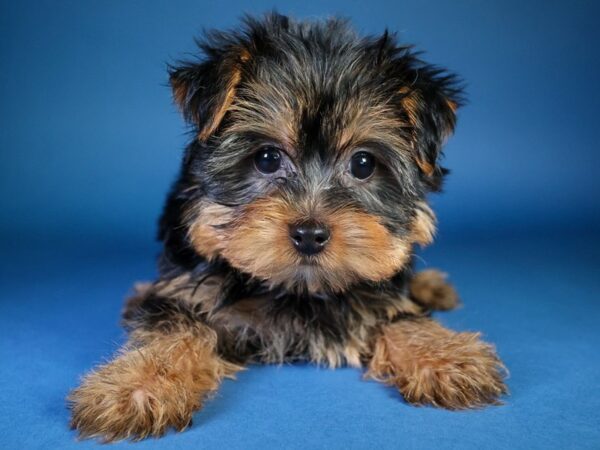 [#13620] Black/Tan Male Yorkshire Terrier Puppies For Sale
