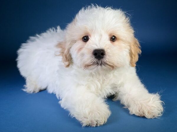 [#13621] Cream/White Male Shihpoo Puppies For Sale