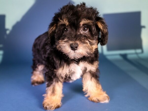 [#13598] Black / Tan Female Schnoodle Puppies For Sale