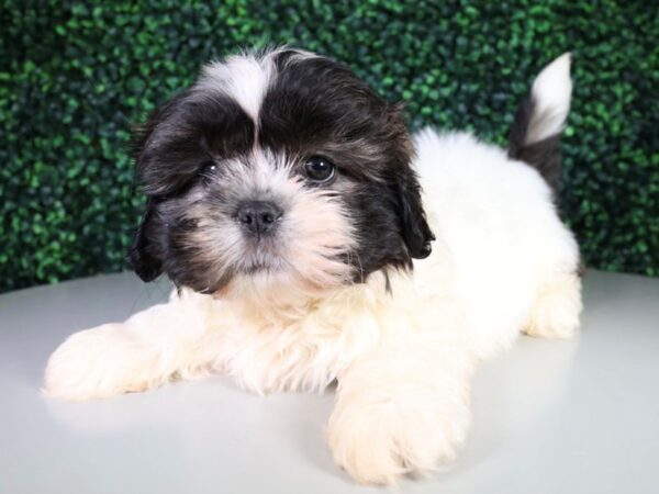 [#13624] Brindle/White Male Shih Tzu Puppies For Sale