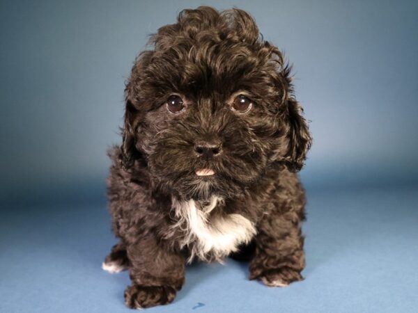 [#13626] Black / White Male Daisy Dog Puppies For Sale