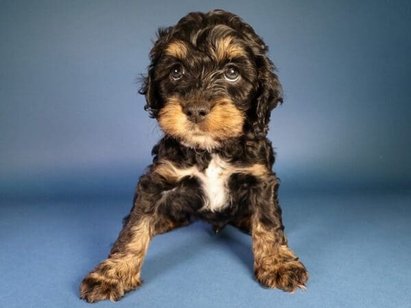 [#13627] Black / Tan Male Cock A Poo Puppies For Sale