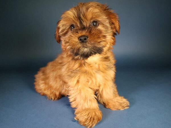 [#13633] Sable/Wheaton Male Shorkie Puppies For Sale